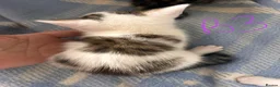 Mixed Breed cats for sale: Gorgeous litter of playful kittens - Advert 9