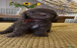 Cockapoo dogs for sale: Cockapoo puppies  - Image 15