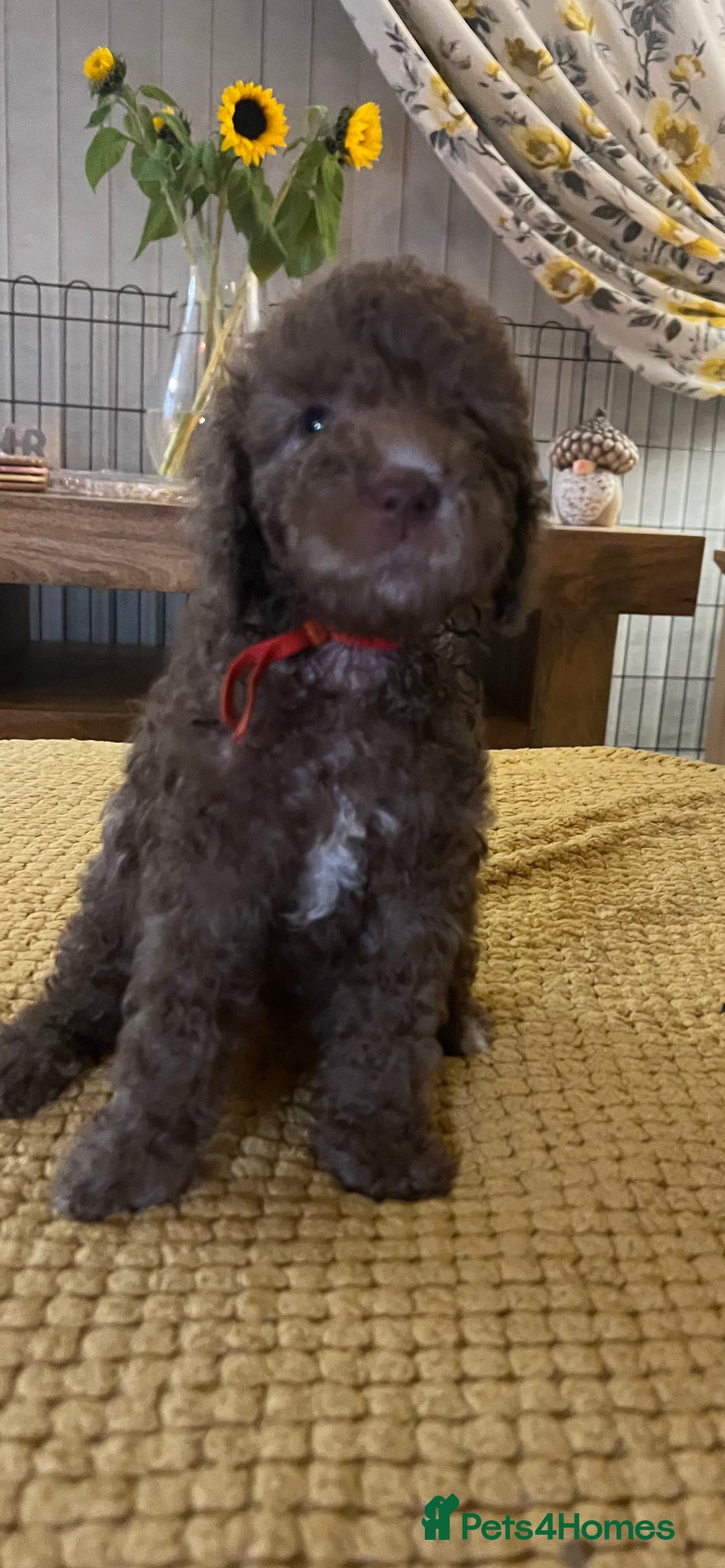 Cockapoo dogs for sale: Cockapoo puppies  - Image 15