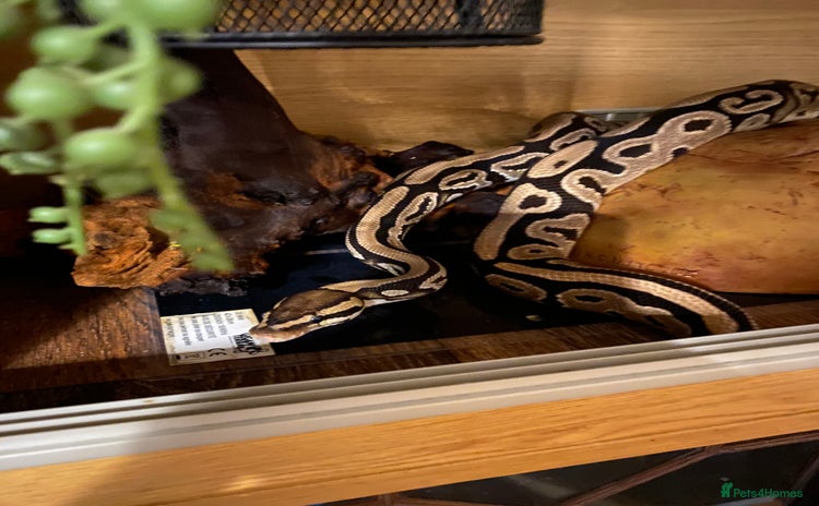 Python Snake reptiles - Advert 1