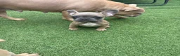 French Bulldog dogs for sale: French bulldog puppies / no time WASTERS  - Advert 6