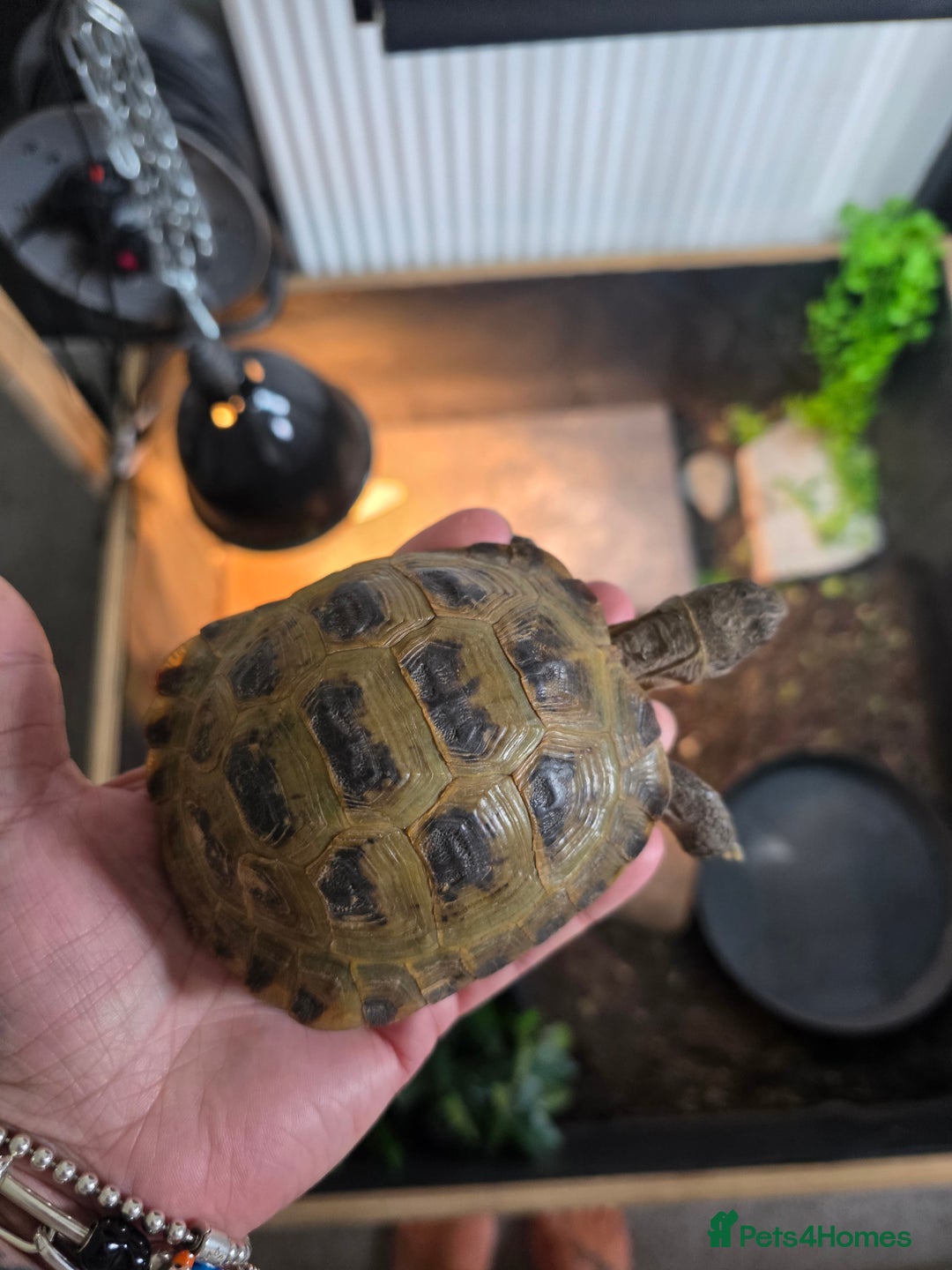 Tortoise reptiles for sale: Horsefield tortoise  - Image 3