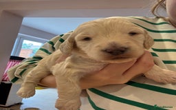 Schnoodle dogs for sale: Gorgeous schnoodle puppies  - Image 14