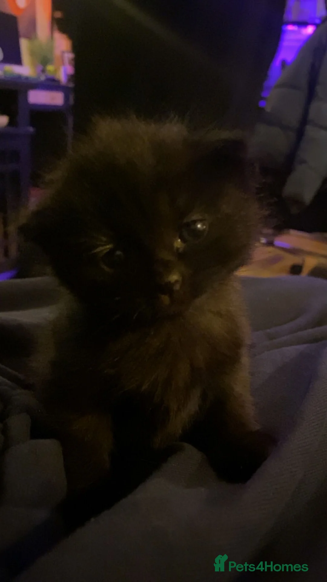 Mixed Breed cats for sale: Please read full ad - Advert 7