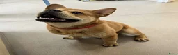 Mixed Breed dogs for sale: Sonny  in Bewdley - Advert 2
