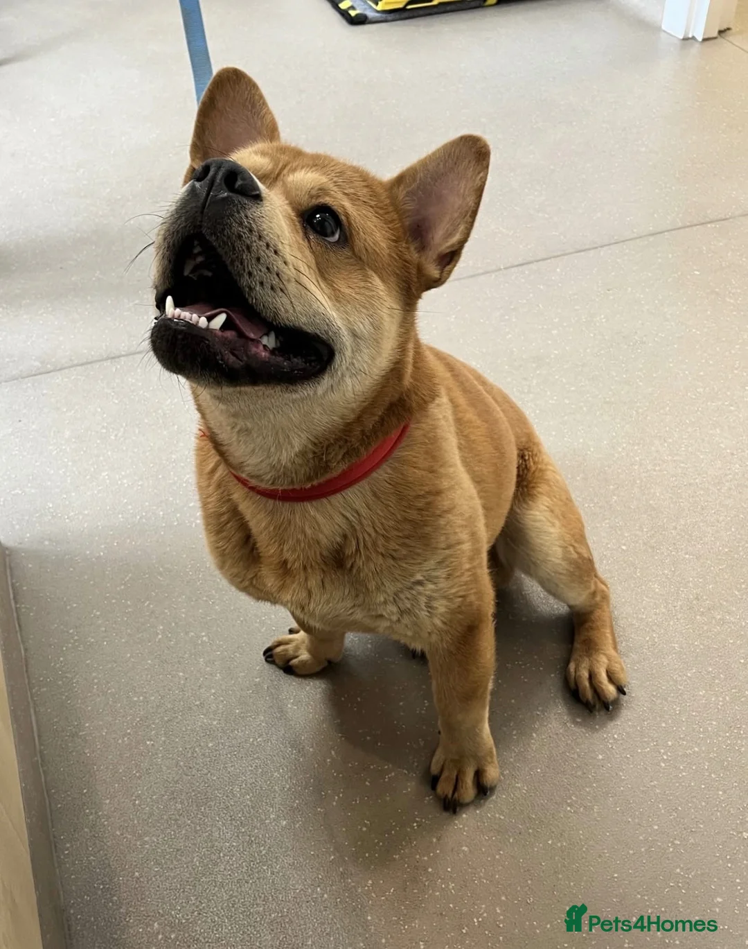 Mixed Breed dogs for sale: Sonny  in Bewdley - Advert 2