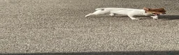 Jack Russell dogs for sale: TRADITIONAL MINI JACK RUSSEL BOY in Leeds - Advert 5