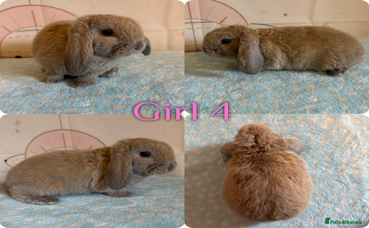Mini Lop rabbits Baby Mini Lop (ready 22/11) - Advert 8