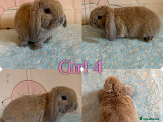 Mini Lop rabbits Baby Mini Lop (ready 22/11) - Advert 3