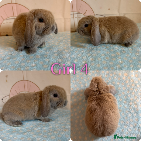 Mini Lop rabbits Baby Mini Lop (ready 22/11) - Advert 3