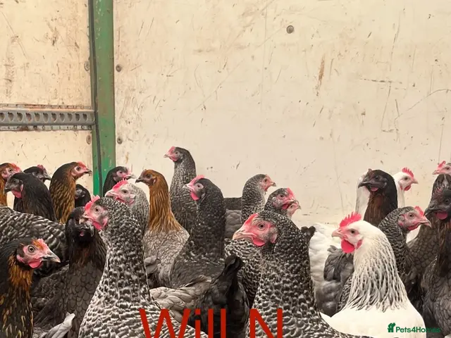 Chickens poultry for sale: Point of lay speckledys pullets 19 weeks - Advert 1