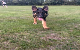 German Shepherd dogs for sale: Kenobi - 6 month old Male German Shepherd - Image 1