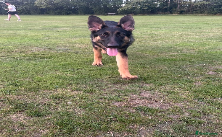 German Shepherd dogs - Advert 7