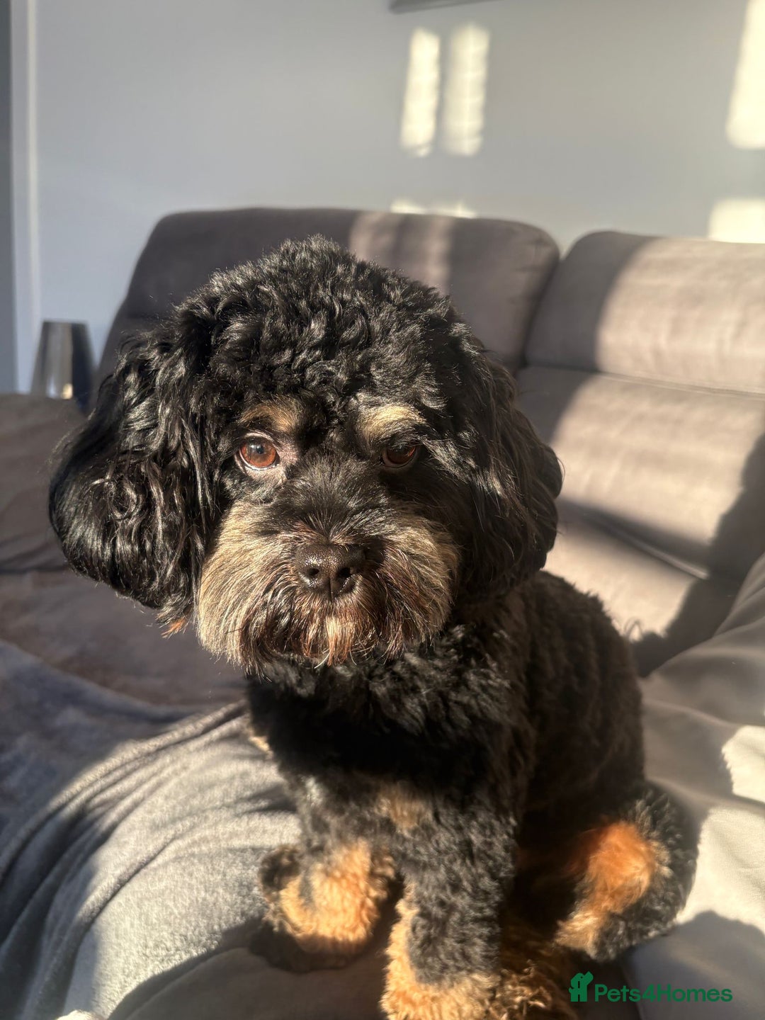 Toy Poodle dogs for stud: Beautiful Red Toy Poodle for Stud in Motherwell - Advert 39