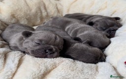 French Bulldog dogs for sale: Healthy Blue French Bulldog Babies - Image 10