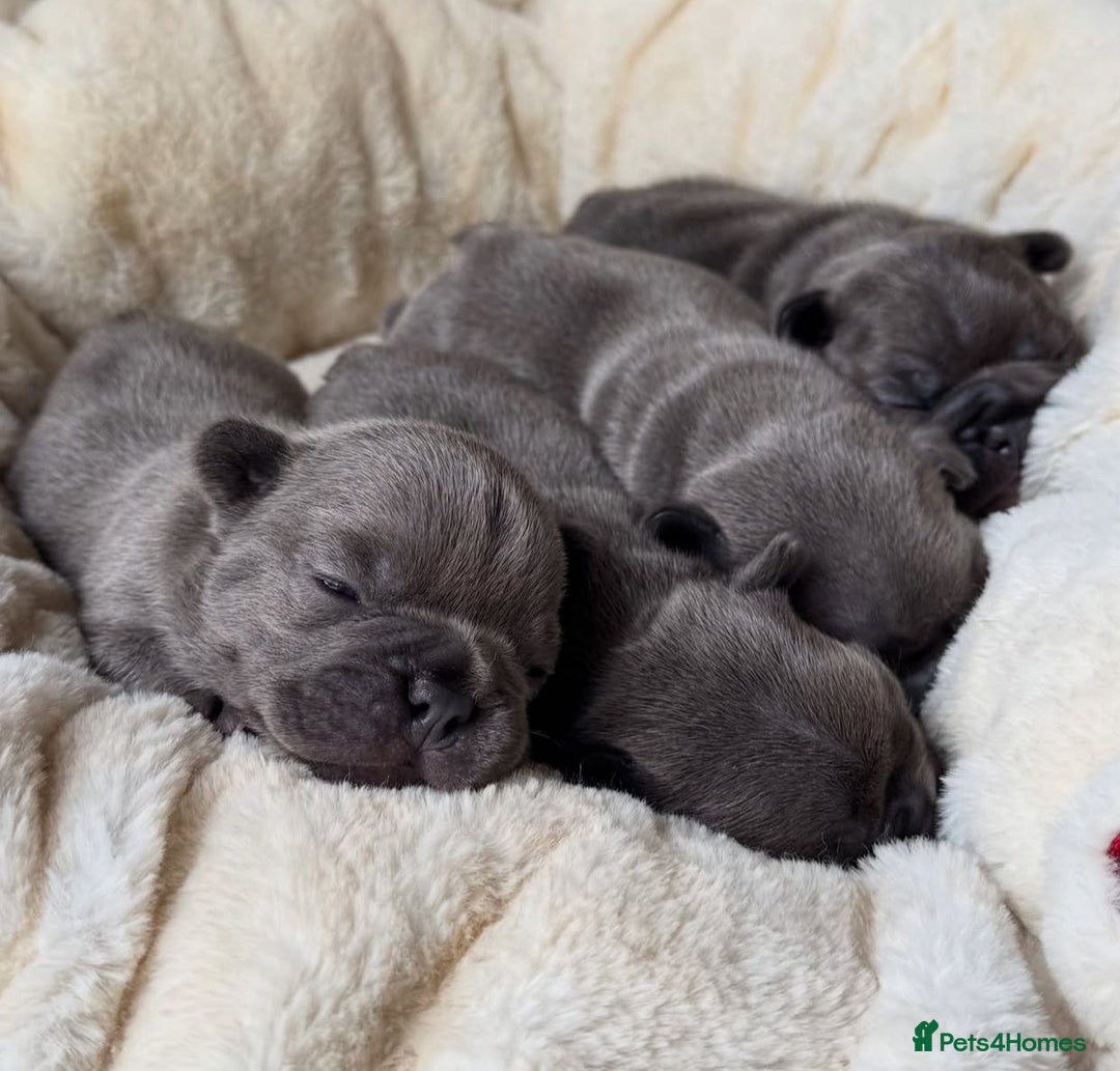French Bulldog dogs for sale: Healthy Blue French Bulldog Babies - Image 10