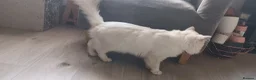 British Longhair cats for sale: Beautiful British Longhair Boy - Advert 5