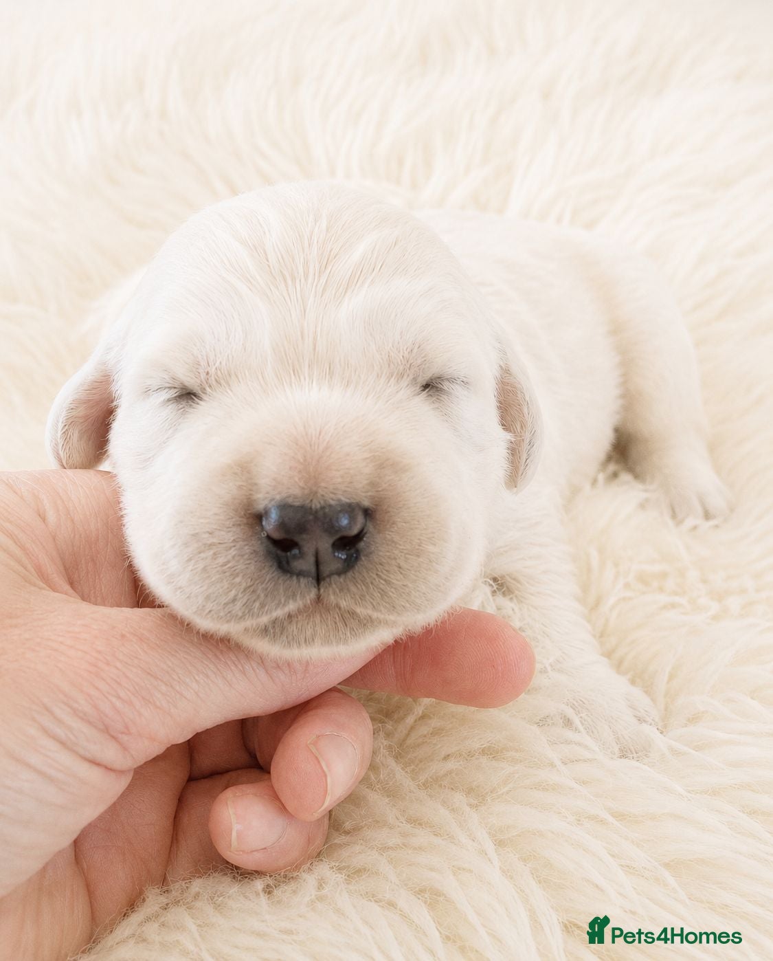 Golden Retriever dogs Newmiller Retrievers Show Lines Puppies Avaliable - Advert 1