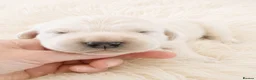 Golden Retriever dogs for sale: Newmiller Retrievers - One Girl Avaliable - Advert 1