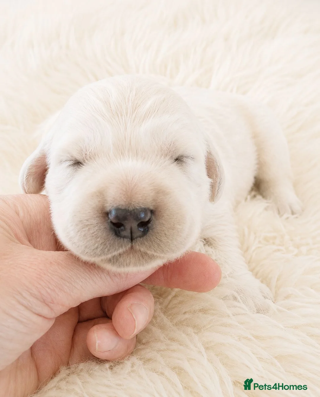 Golden Retriever dogs for sale: Newmiller Retrievers - One Girl Avaliable - Advert 1