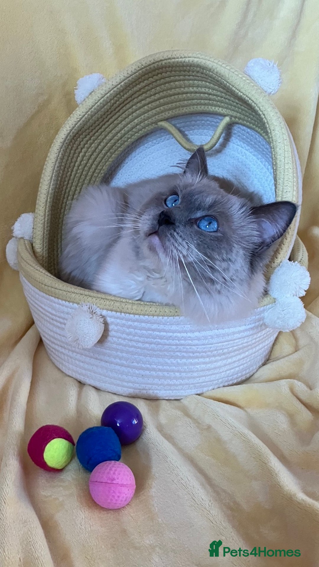 Ragdoll cats for stud: Ragdoll🏆Champion Bloodline 5GEN-Pedigree GCCF🌟💎 in Solihull - Advert 7