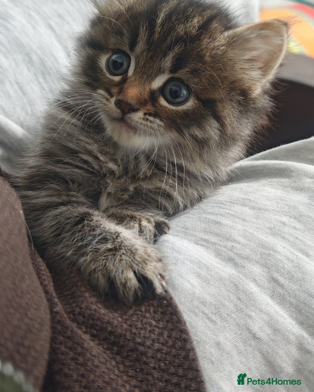 Mixed Breed cats for sale: Adorable half persian Kittens for Sale🐾 - Advert 8