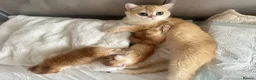 British Shorthair cats for sale: Gorgeous GCCF registered British shorthair Gold. - Advert 25