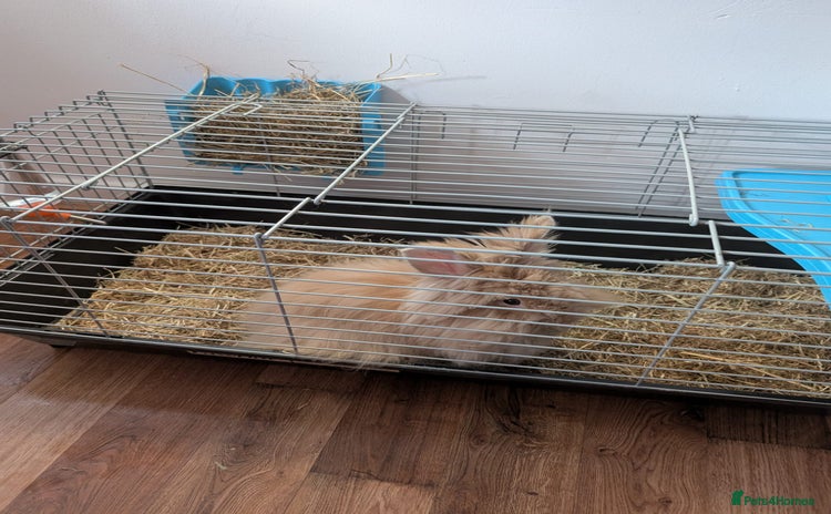 Lionhead rabbits - Advert 1