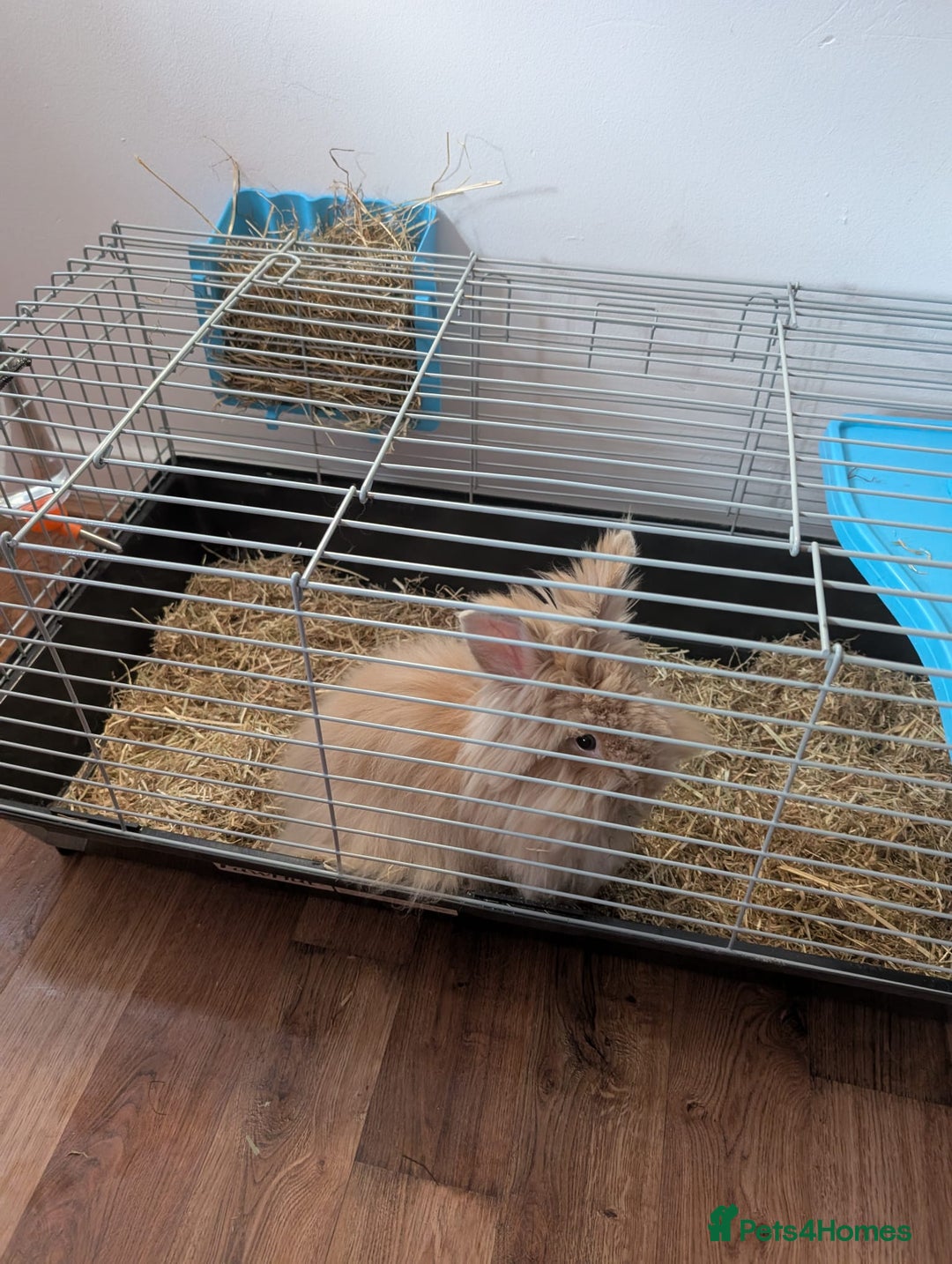 Lionhead rabbits for sale: Male bunny free to a good home - Image 1