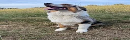 Australian Shepherd dogs for sale: Beautiful Blue Merle Australian Shepherd Girl💖 - Advert 6