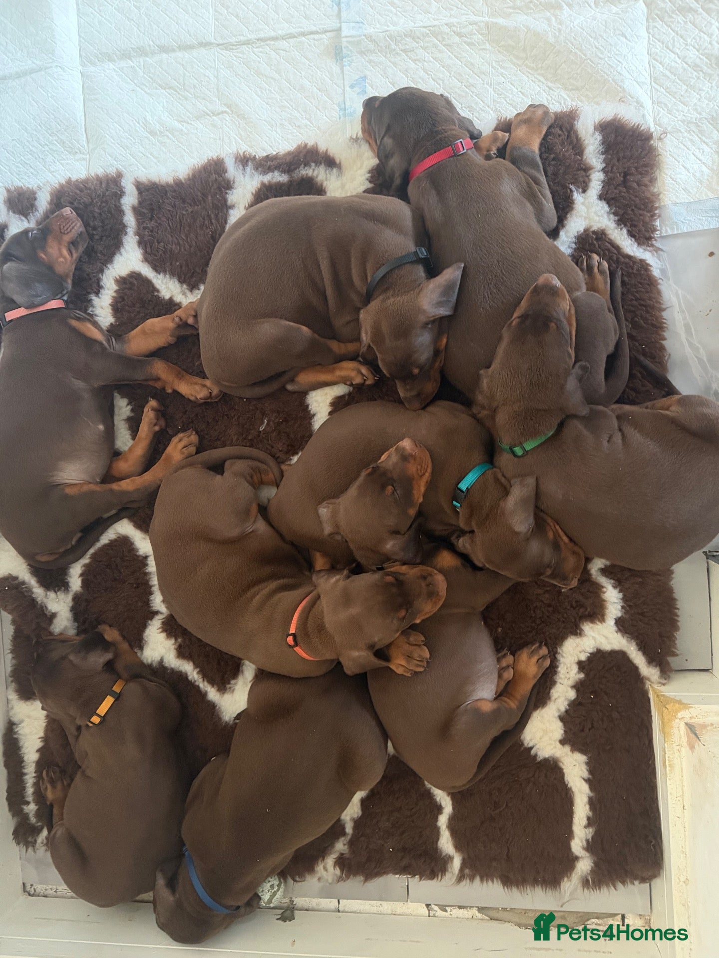 Dobermann dogs for sale: 12 stunning Doberman puppies - Advert 1