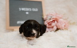 Cocker Spaniel dogs for sale: 2 beautiful working cocker boys  - Image 8