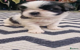 Shih Tzu dogs for sale: wonderful puppies  - Image 3