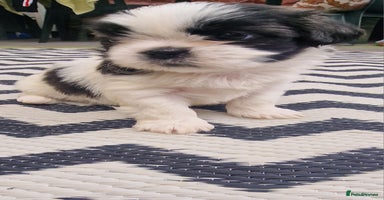 Shih Tzu dogs - Advert 6