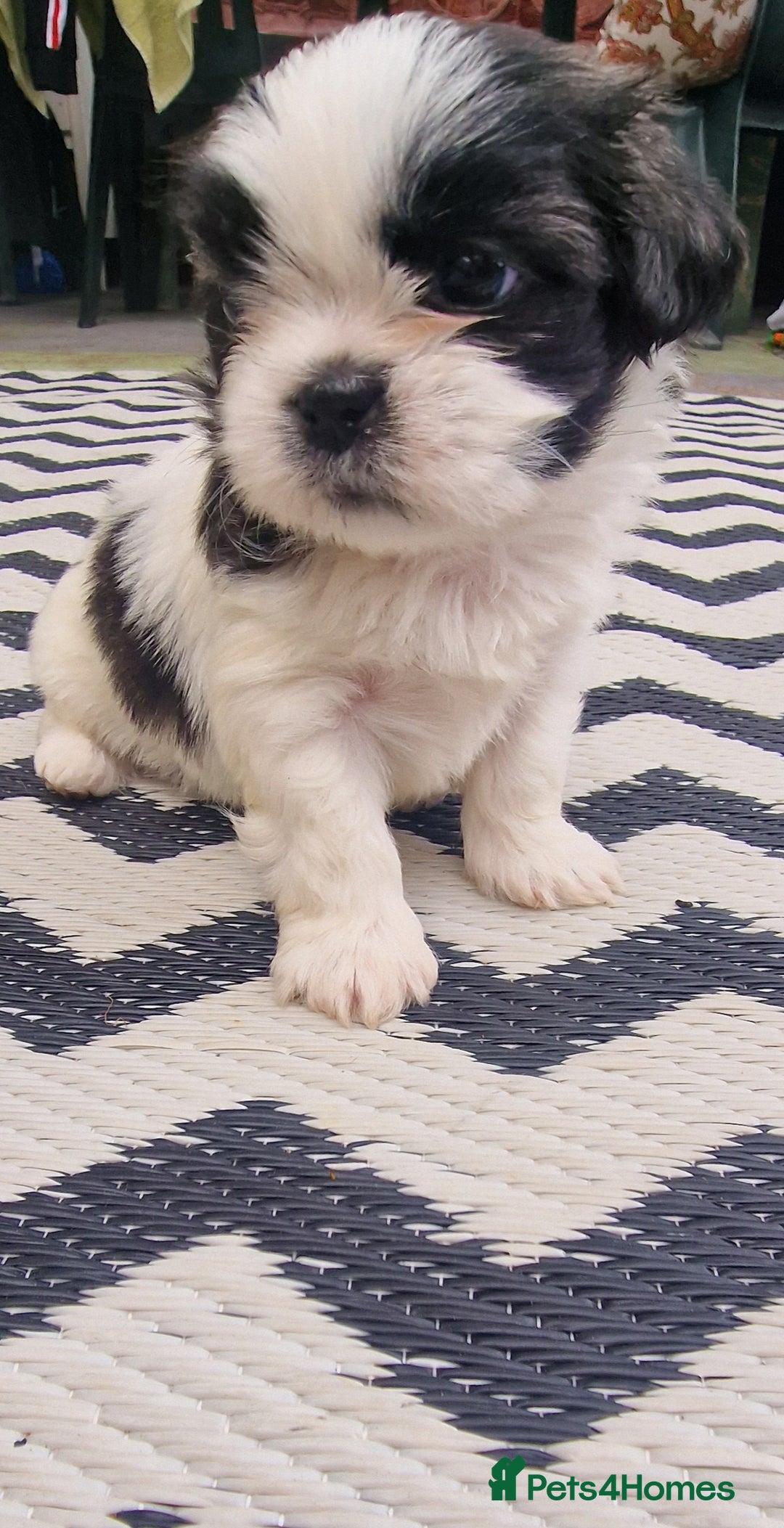 Shih Tzu dogs for sale: wonderful puppies  - Image 3
