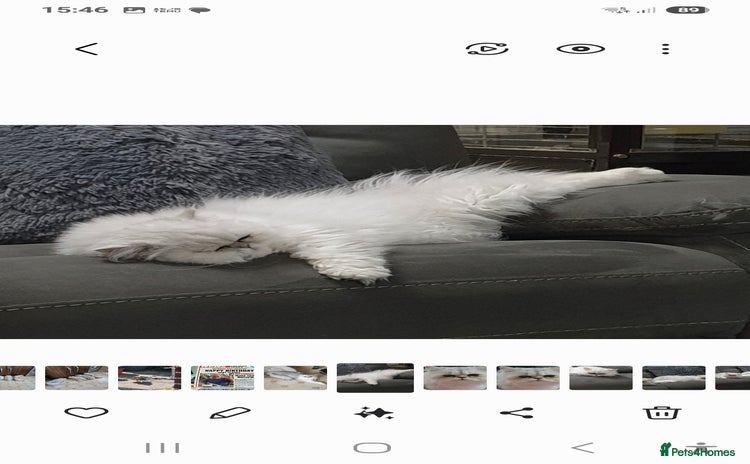 Persian cats in Billingshurst - Advert 2