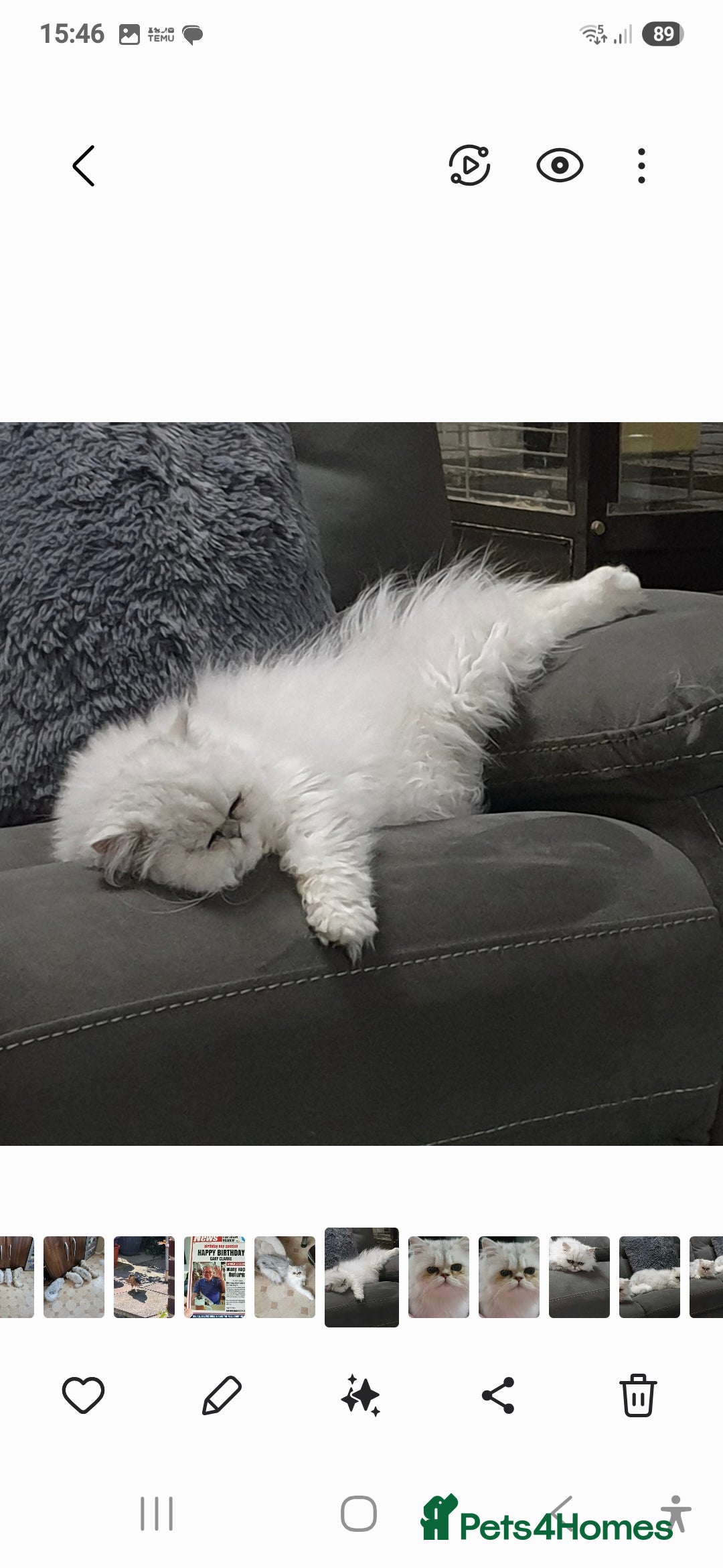 Persian cats for stud: Chinchilla Persian Stud Cat in Billingshurst - Advert 1