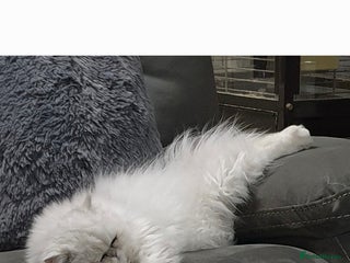 Persian cats Chinchilla Persian Stud Cat in Billingshurst - Advert 3