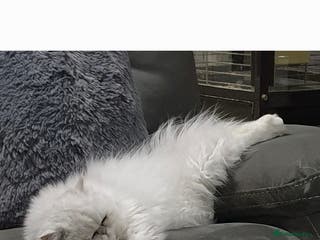 Persian cats Chinchilla Persian Stud Cat in Billingshurst - Advert 6