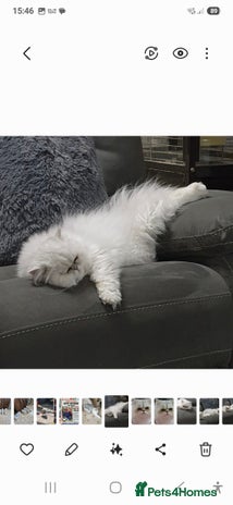 Persian cats Chinchilla Persian Stud Cat in Billingshurst - Advert 2