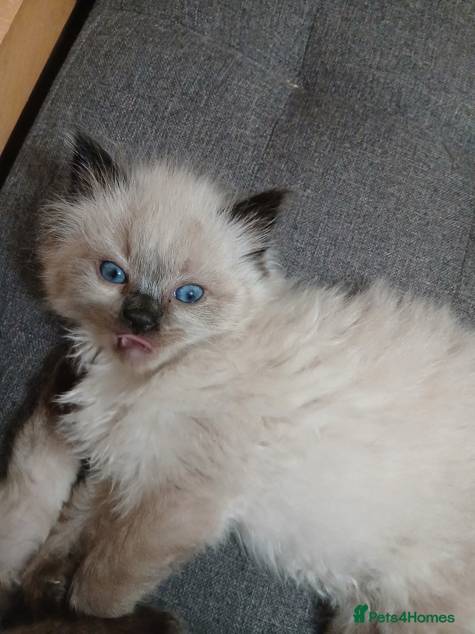 Ragdoll cats 😸😸Pure Ragdoll kittens😸😸 - Advert 2