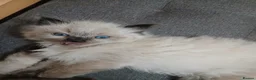 Ragdoll cats for sale: 😸😸Pure Ragdoll kittens😸😸 - Advert 1