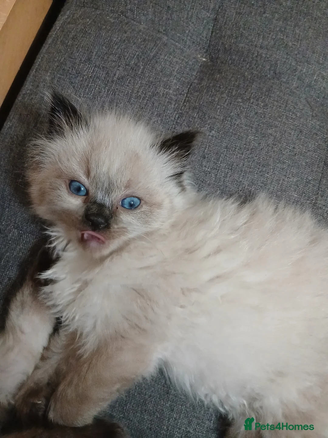 Ragdoll cats for sale: 😸😸Pure Ragdoll kittens😸😸 - Advert 1