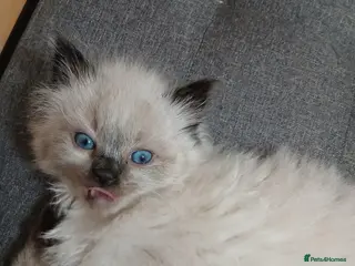 Ragdoll cats 😸😸Pure Ragdoll kittens😸😸 - Advert 2
