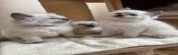 Ragdoll cats for sale: ✨ Beautiful Blue Point Ragdoll Kittens ready now in Gloucester - Advert 4