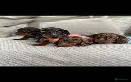 Dachshund dogs for sale: Minnature Long Haired Dachshund puppies  - Image 18