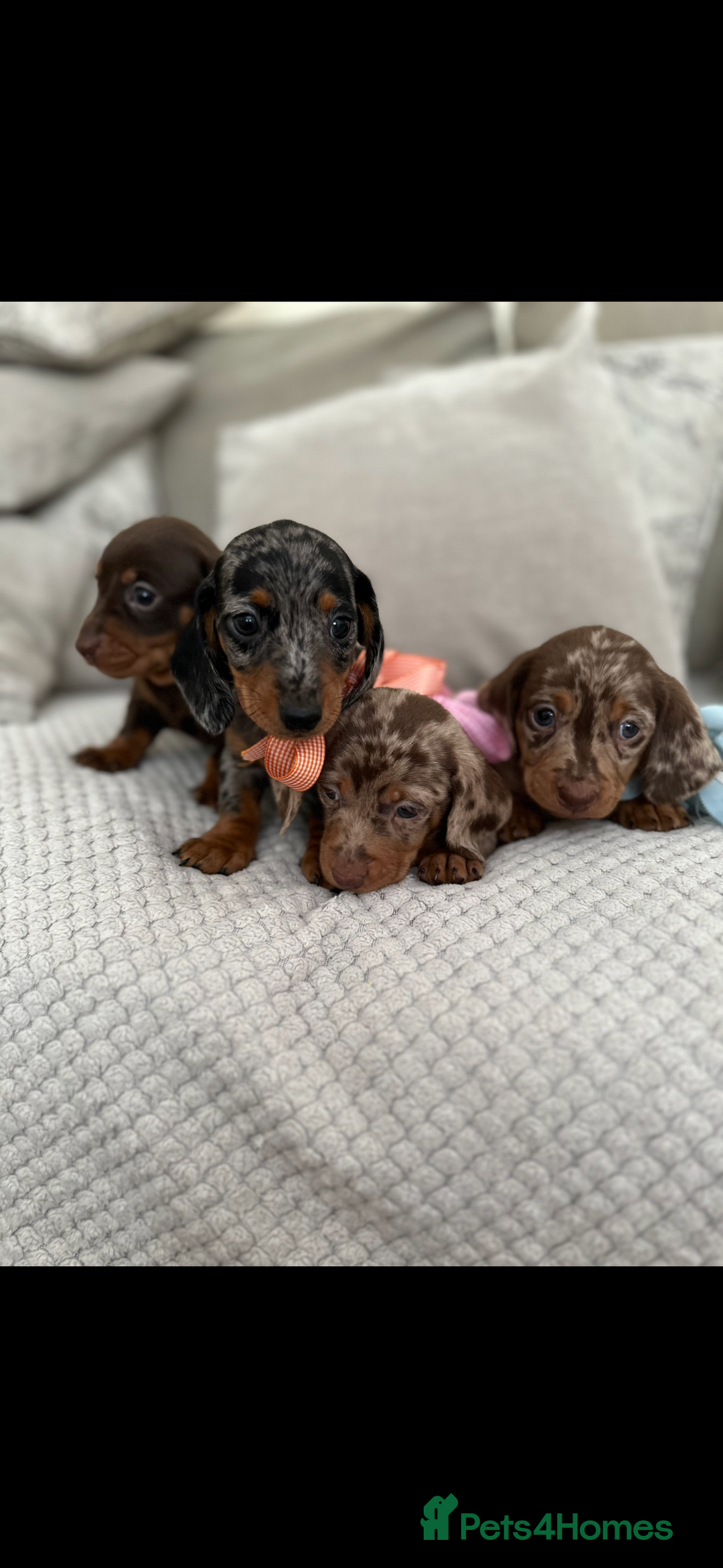 Dachshund dogs for sale: Minnature Long Haired Dachshund puppies  - Image 18