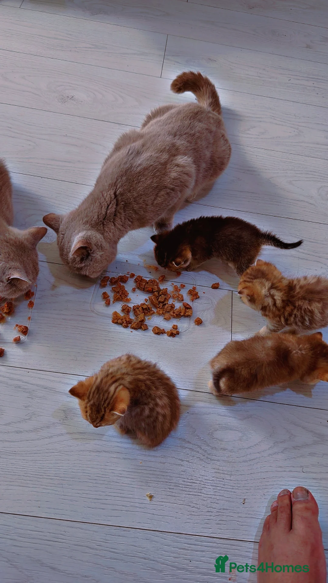 British Shorthair cats for sale: Rare black golden shaded  - Advert 2