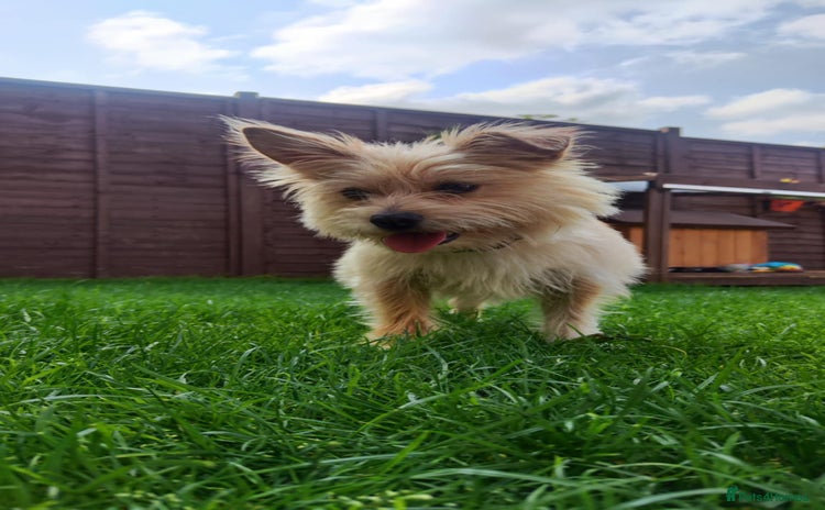 Mixed Breed dogs - Advert 1