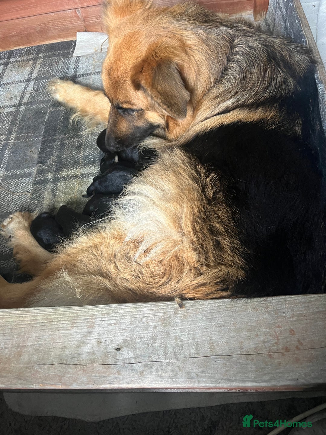 German Shepherd dogs for sale: KC registered German Shepherd puppies  - Image 10